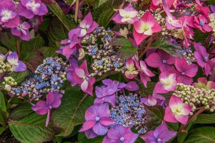 hydrangea [Blackberry Pie]