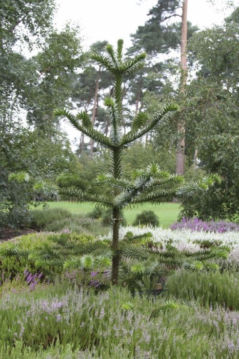 monkey puzzle