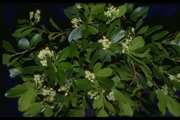 hybrid strawberry tree