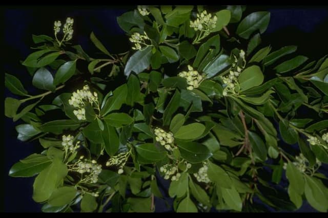 Hybrid strawberry tree