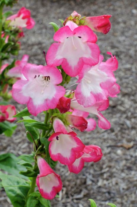 penstemon [Phoenix Pink]