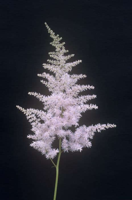 Korean astilbe