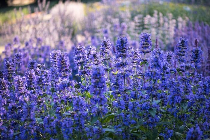 catmint 'Weinheim Big Blue'