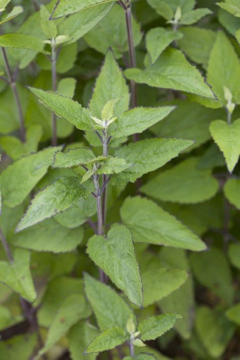 Somerset skullcap