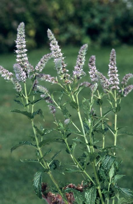 garden spearmint