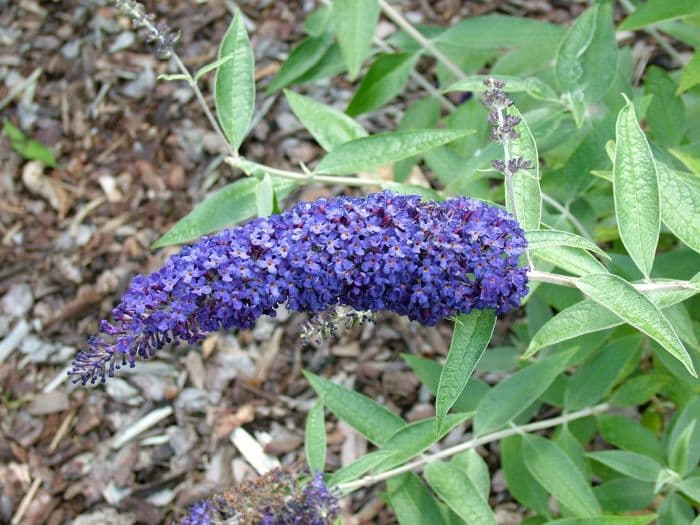 butterfly bush [Adonis Blue]