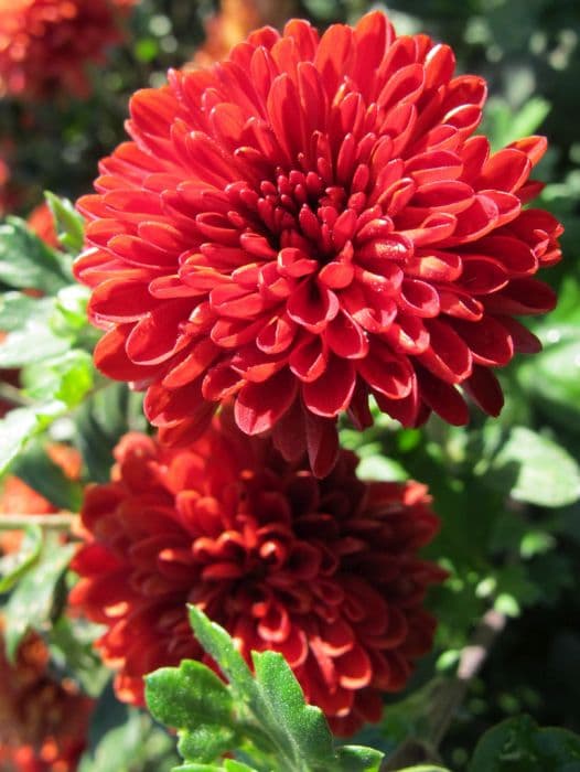 chrysanthemum 'Imp'