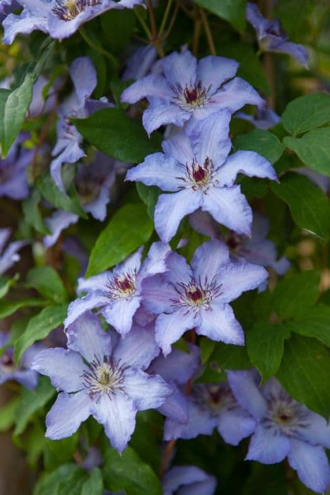 clematis 'Ekstra'