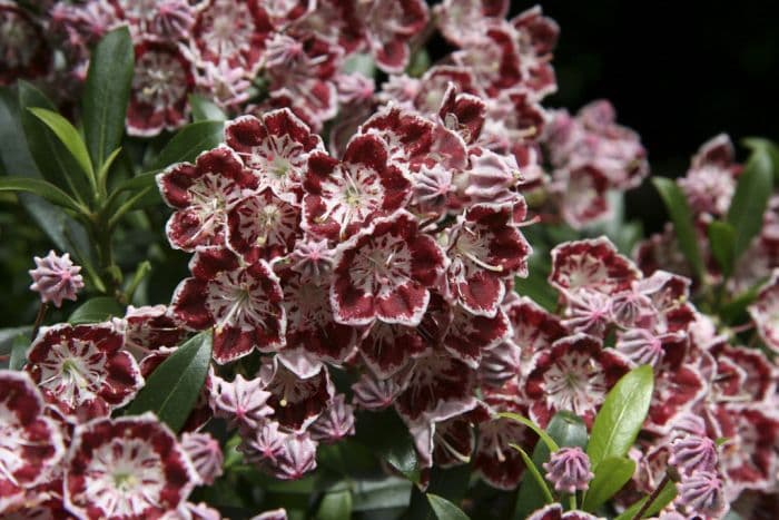 mountain laurel 'Minuet'