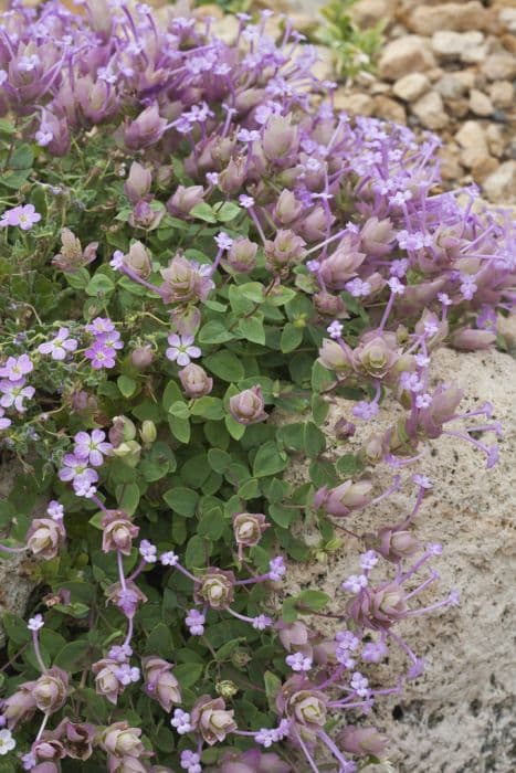 oregano 'Barbara Tingey'