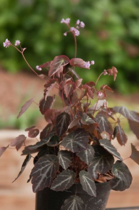 Chinese meadow rue 'Evening Star'