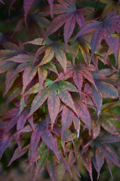 Japanese maple 'Moonfire'