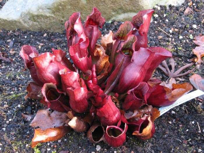 reddish-purple pitcher plant