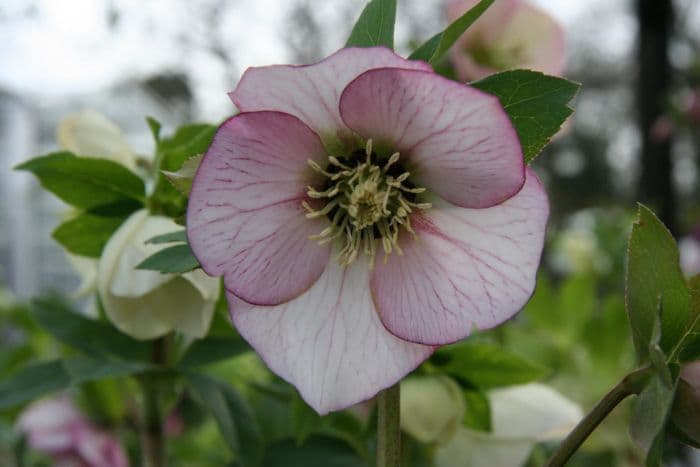 hellebore Ashwood Garden hybrids