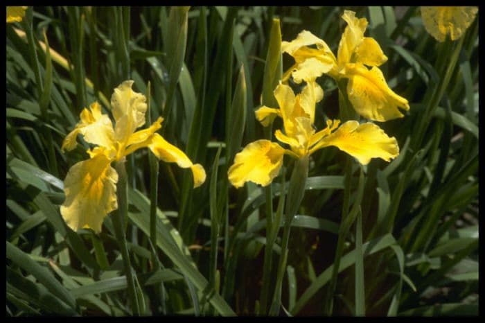 iris 'Golden Waves'