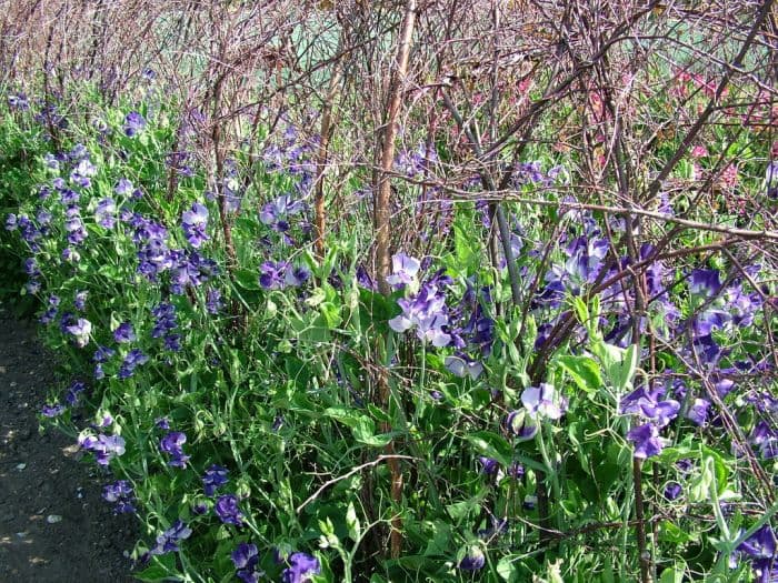 sweet pea 'Solway Sapphire'