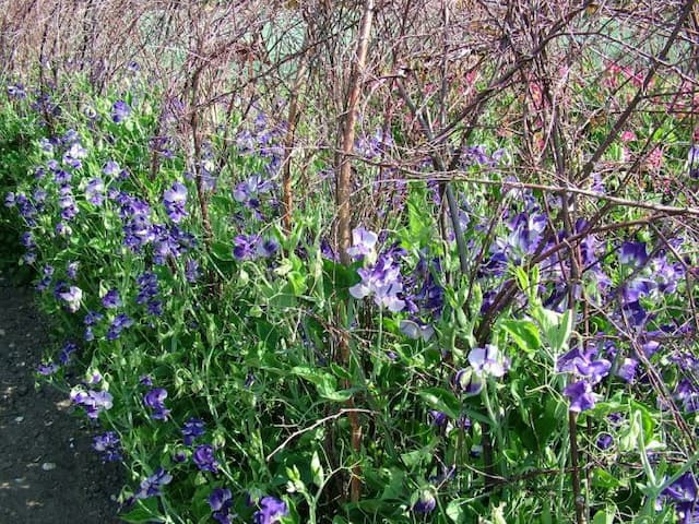 Sweet pea 'Solway Sapphire'