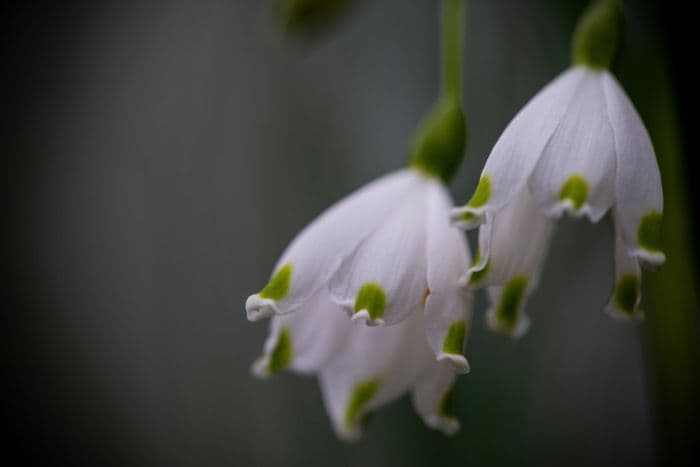 summer snowflake 'Gravetye Giant'