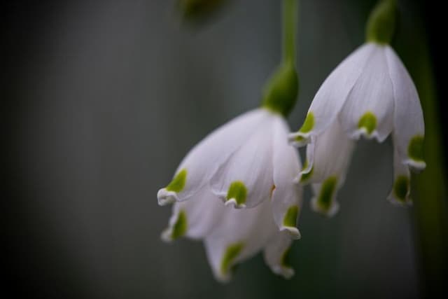 Summer snowflake 'Gravetye Giant'