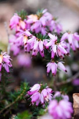 heather 'Little Peter'