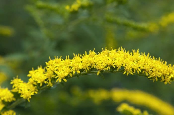 goldenrod 'Fireworks'