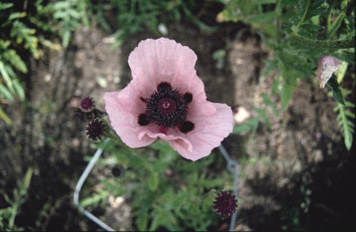 oriental poppy 'Prinzessin Victoria Louise'