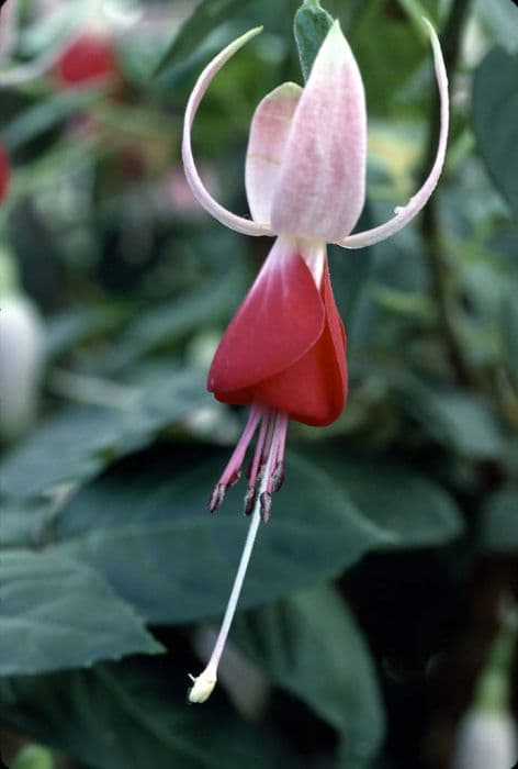 fuchsia 'Celia Smedley'