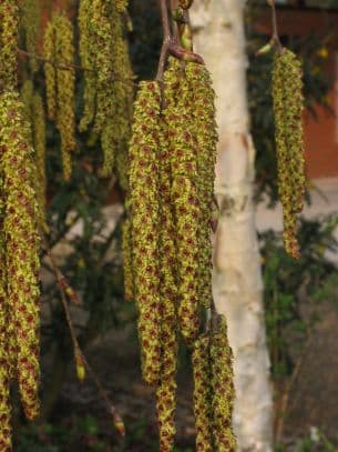 Himalayan birch 'Jermyns'