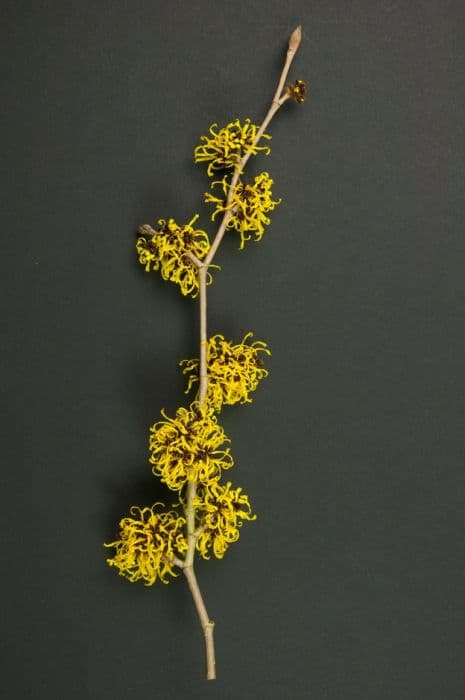 witch hazel 'Nina'