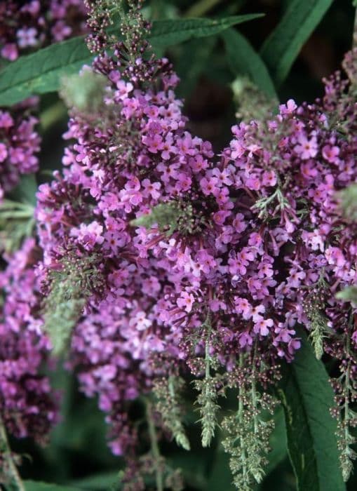 butterfly bush 'Dartmoor'