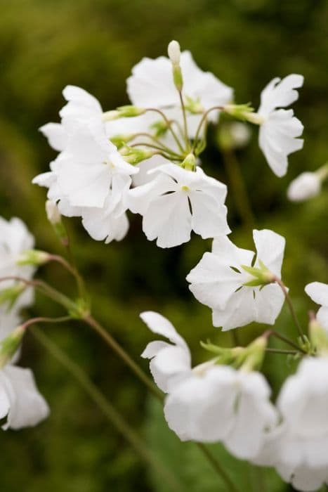 Siebold primrose 'Ginfukurin'