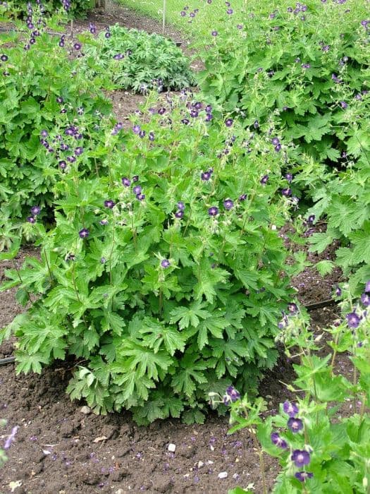 dusky cranesbill 'Our Pat'