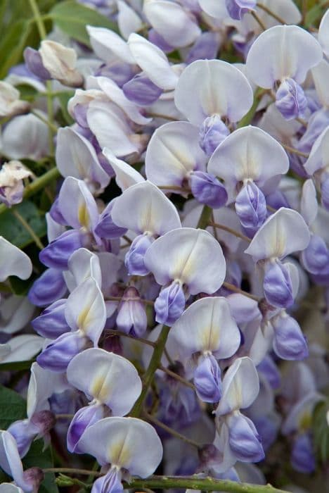 Japanese wisteria 'Kokuryu'