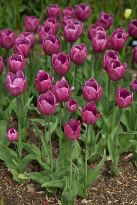 tulip 'Blue Ribbon'