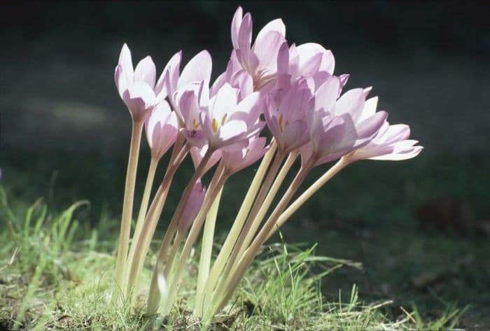 meadow saffron