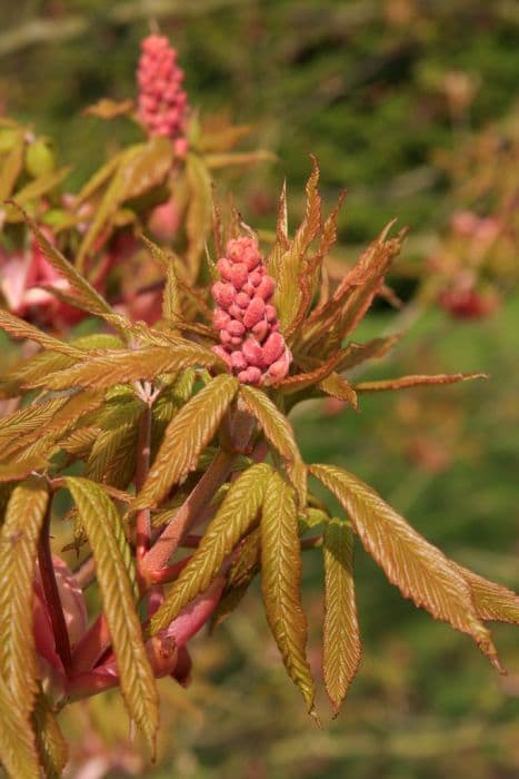 red buckeye 'Atrosanguinea'