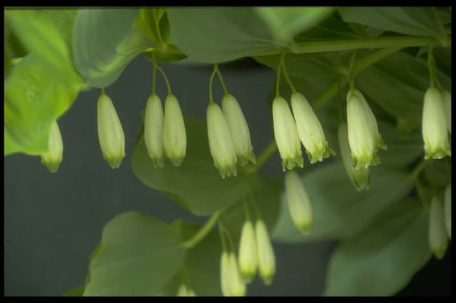 Angular Solomon's seal