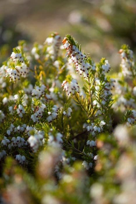 heather 'White Perfection'