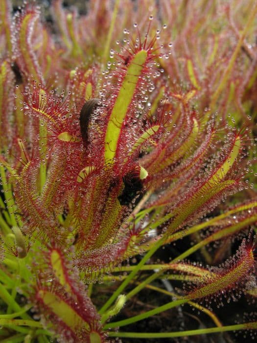 narrow-leaved Cape Colony sundew