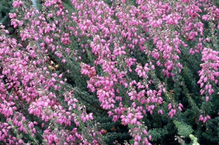 bell heather 'C.D. Eason'