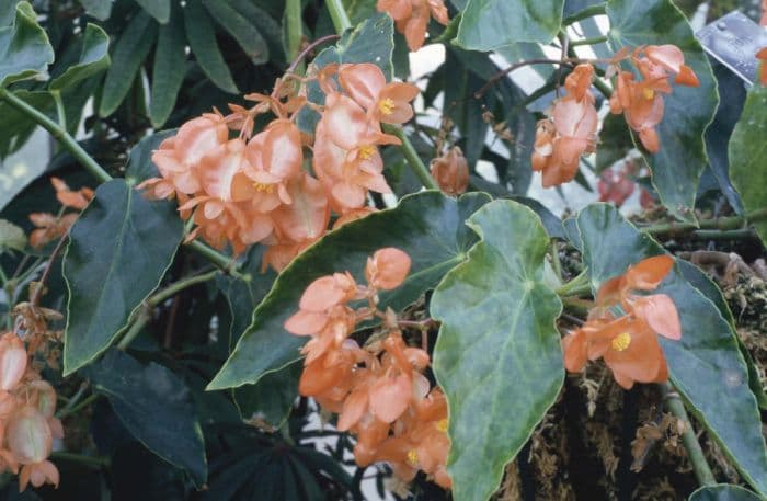 begonia 'Orange Rubra'