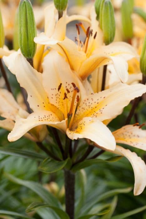 lily 'Freckled Joy'