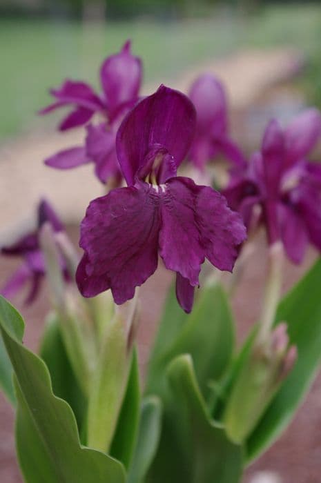 Ward's roscoea