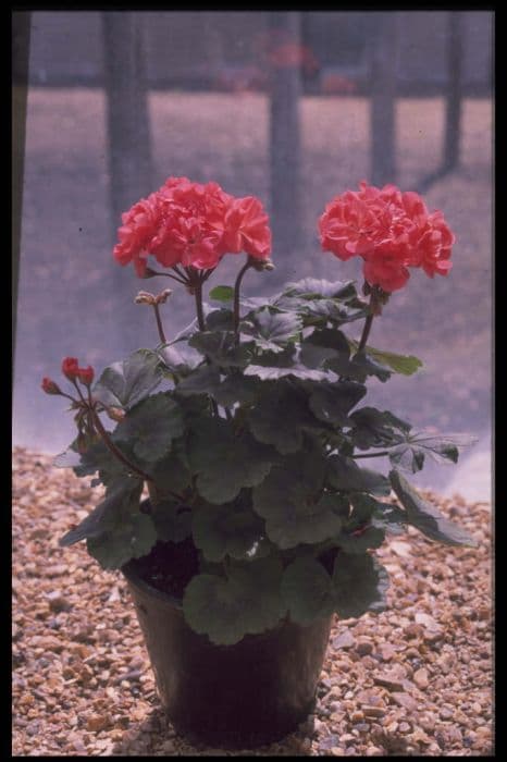 pelargonium 'Little Alice'