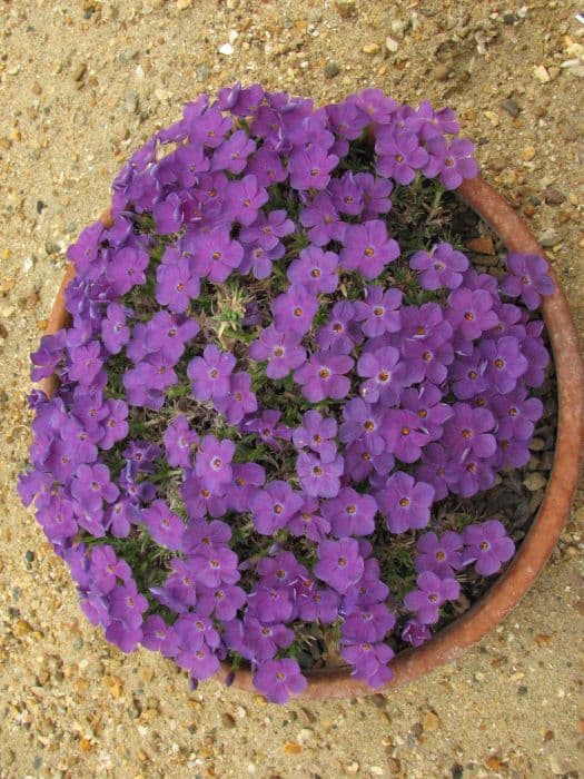 Kelsey's phlox 'Lemhi Purple'