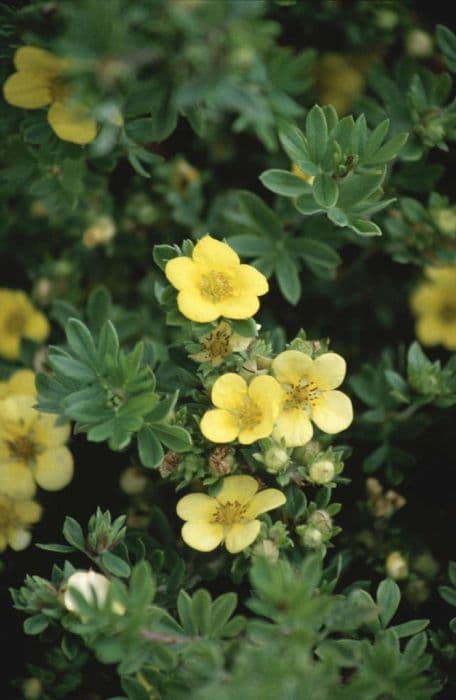 shrubby cinquefoil 'Longacre Variety'