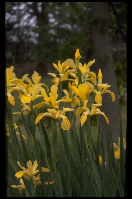 iris 'Norton Sunlight'