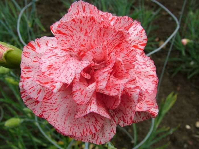 border carnation 'Spinfield Strawberry Crush'