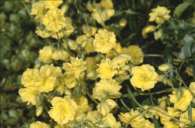 Rock rose 'Jubilee'