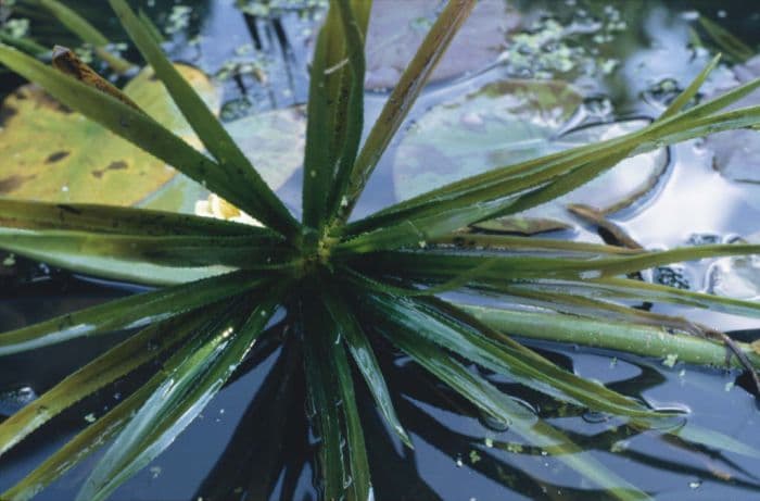 water soldier